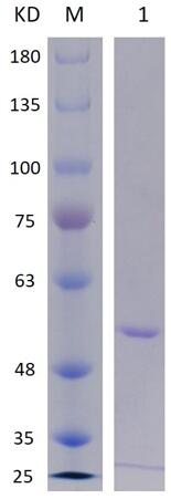 8% SDS-PAGE analysis profiles of purified RL2_PA4571-400-675_PA4571-24-191 (CBB stained).